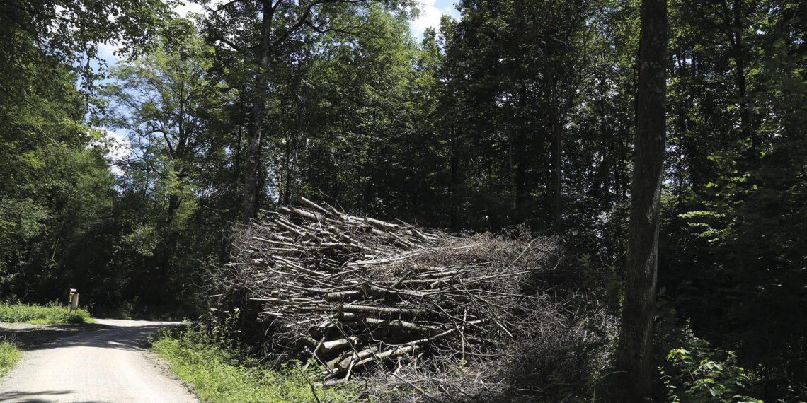 Energia del legno: un contributo prezioso per un approvvigionamento energetico sicuro