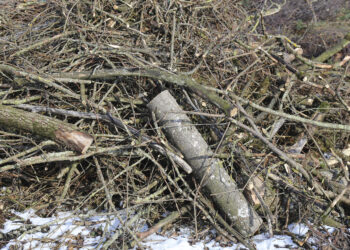 Legno inutilizzato proveniente dalla cura del paesaggio: Calore per 100’000 abitazioni