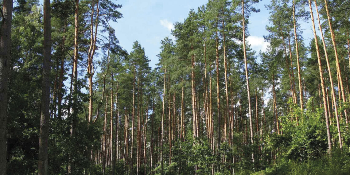 Messo a dura prova, il bosco svizzero deve adattarsi ai cambiamenti