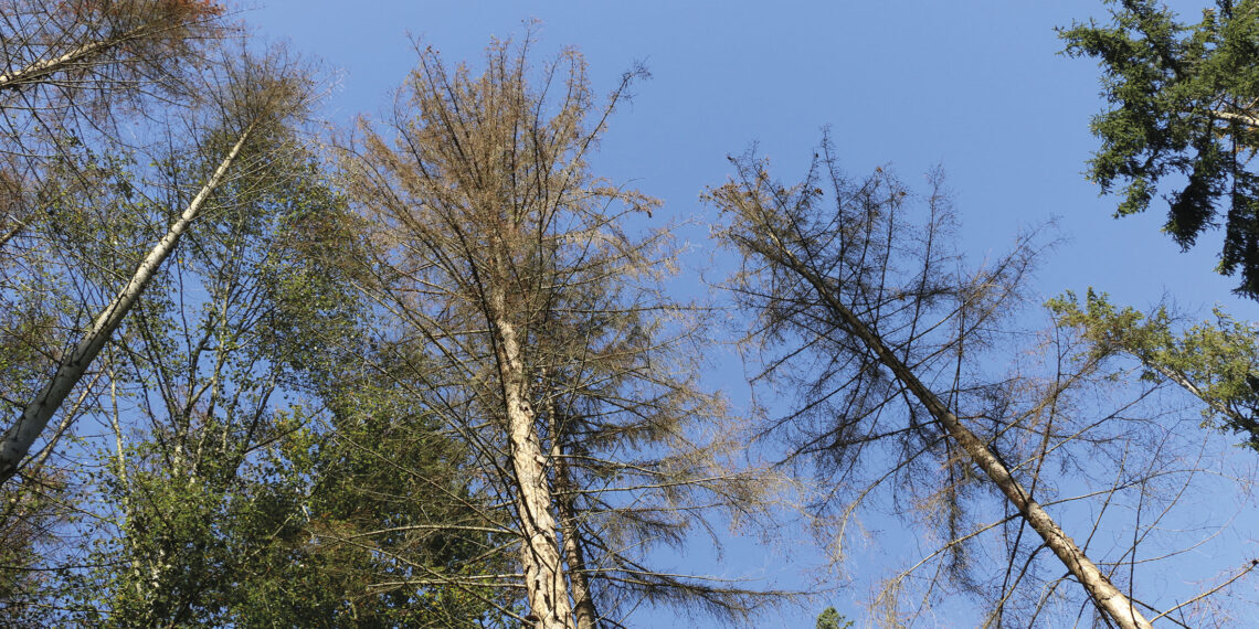 Il riscaldamento climatico cambia il bosco