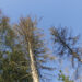 Il riscaldamento climatico cambia il bosco