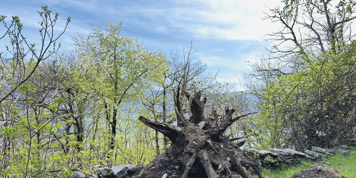 Danni causati dal bosco: vi è una responsabilità del proprietario?